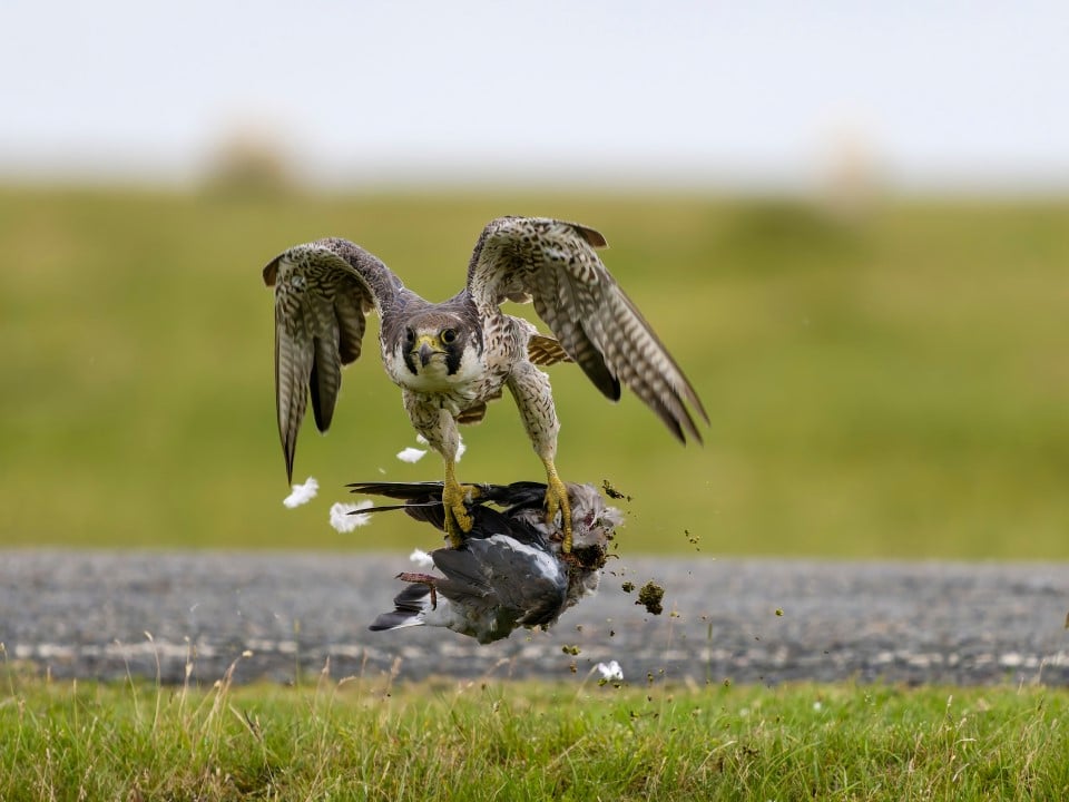 Falcão caçando pombo