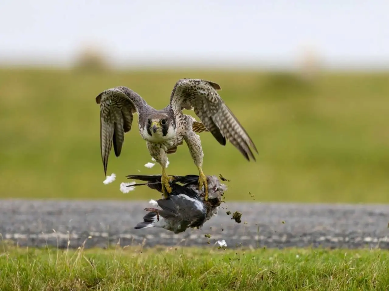 Falcão caçando pombo