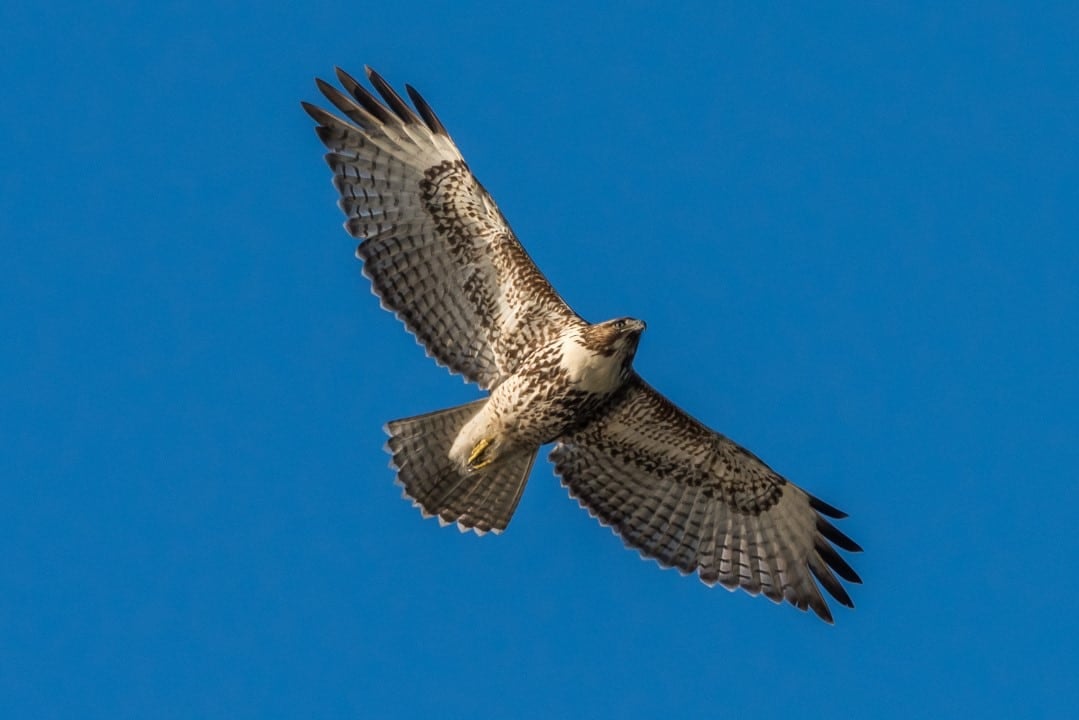 Falcão