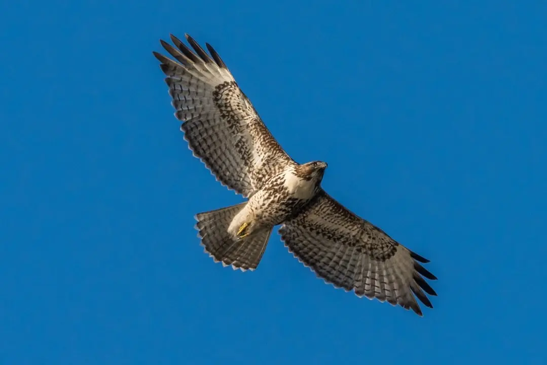 Falcão