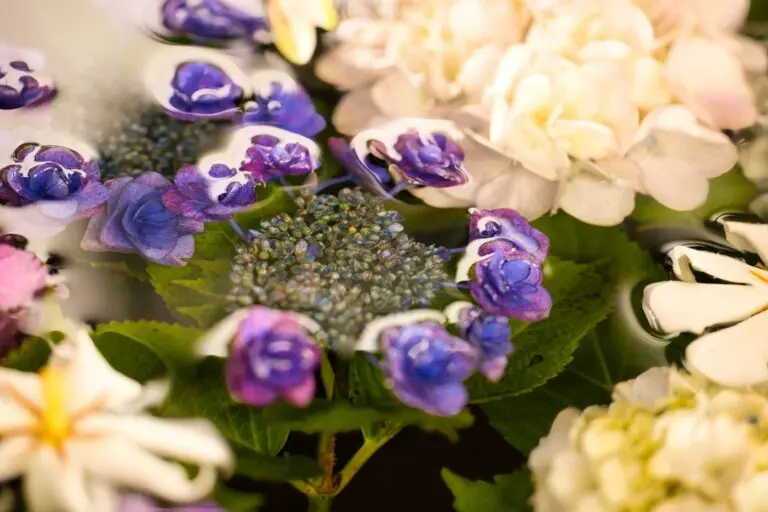 Hortênsias aquáticas