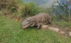Misterioso jacaré reside há quatro décadas em lago do Jardim Botânico de São Paulo