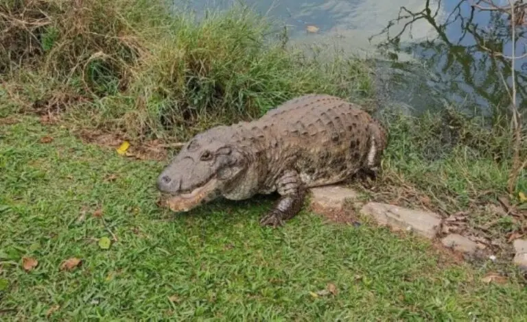 Jacaré vive há mais de 40 anos em lago do Jardim