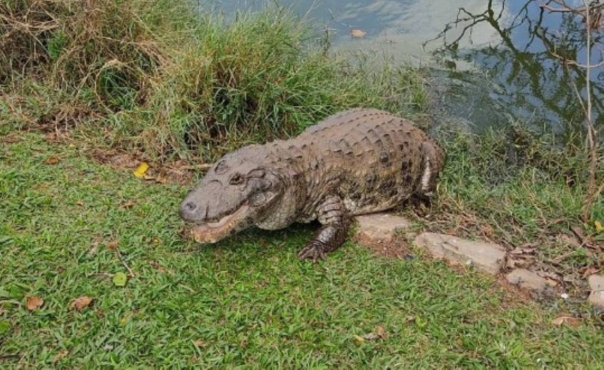 Jacaré vive há mais de 40 anos em lago do Jardim