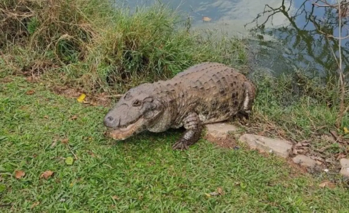Jacaré vive há mais de 40 anos em lago do Jardim