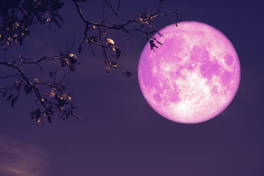 Lua Rosa
