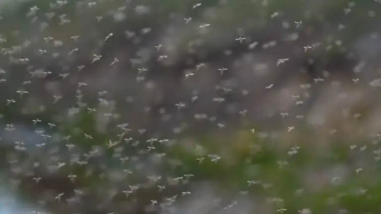 Nuvem de mosquitos