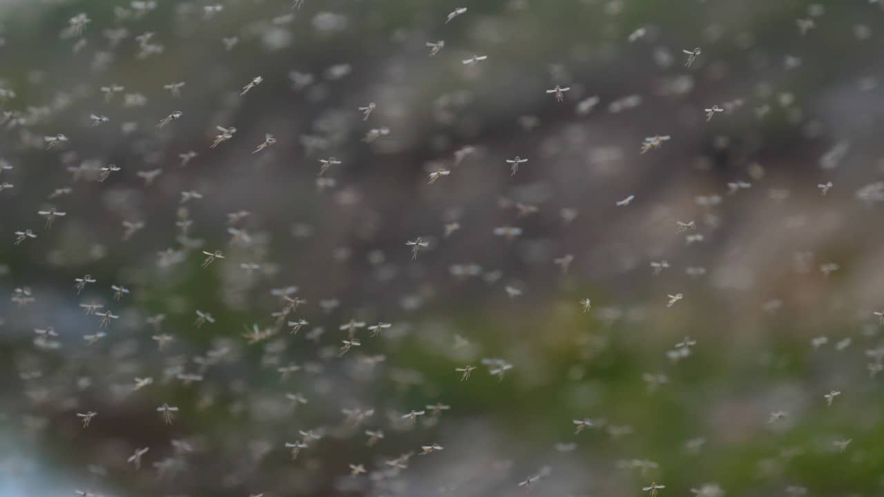 Nuvem de mosquitos