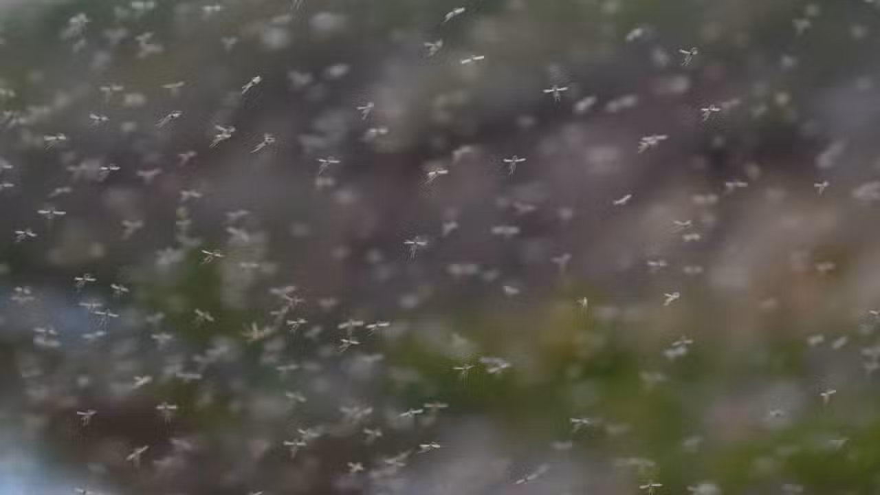 Nuvem de mosquitos