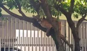 Onça-parda é encontrada descansando em árvore de bairro residencial em Birigui (SP)