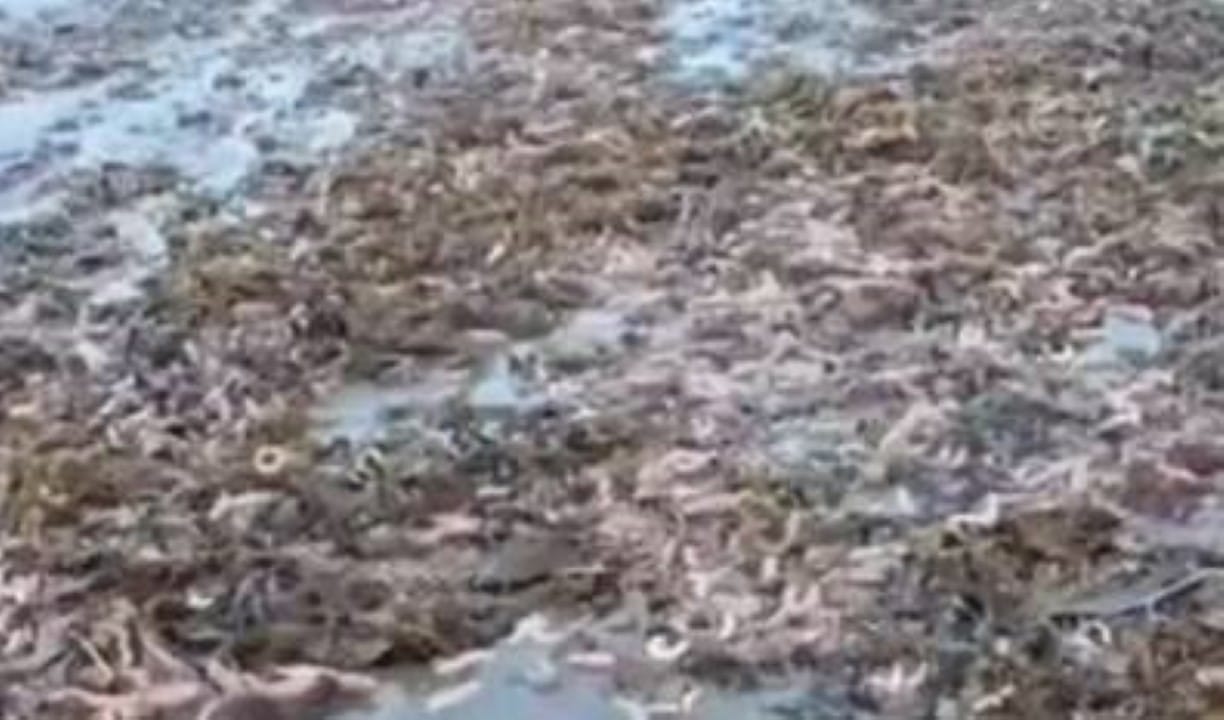 Praia argentina coberta de peixe-pênis