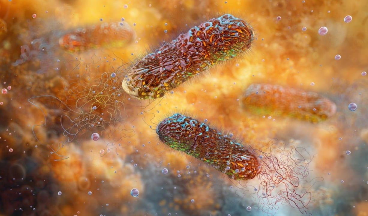 Pseudomonas aeruginosa