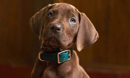 Scooby-Doo A Origem