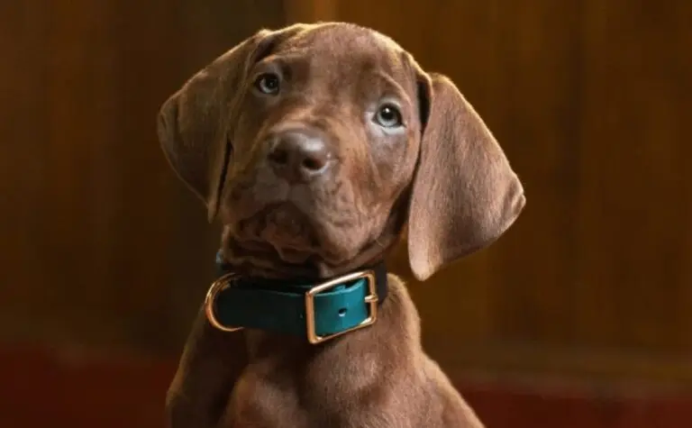 Scooby-Doo A Origem