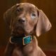 Scooby-Doo A Origem