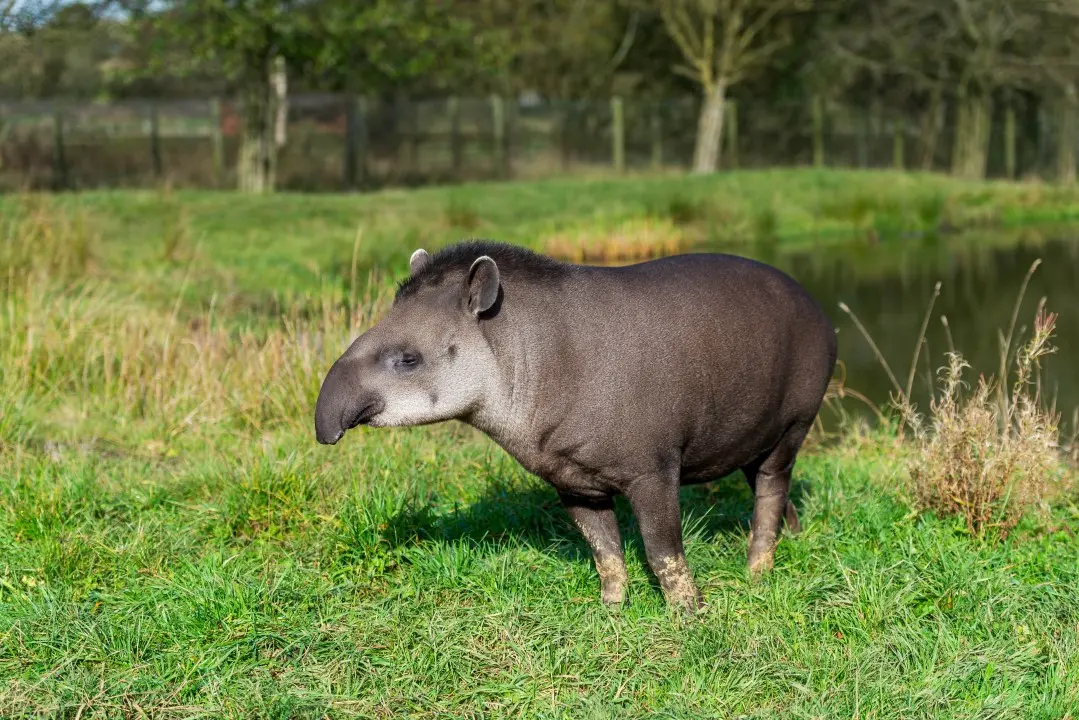Tapir