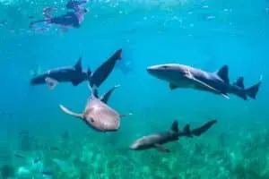 Sensores em tubarões fornecem dados oceânicos para aprimorar previsão de furacões
