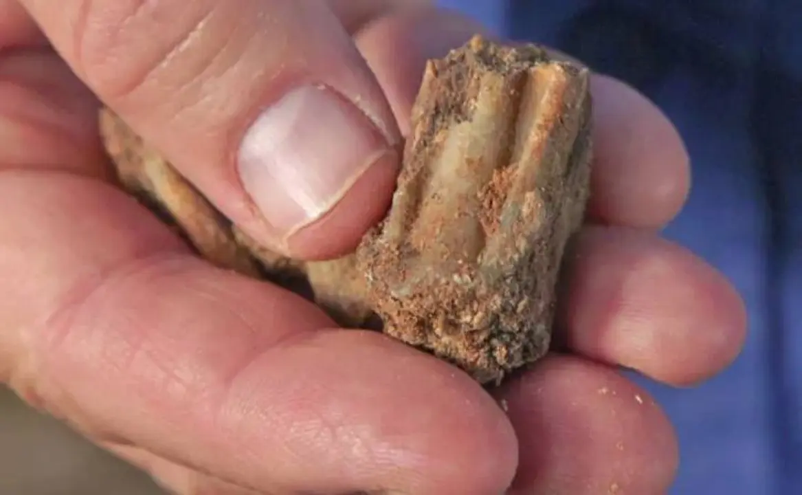 An old buck's tooth