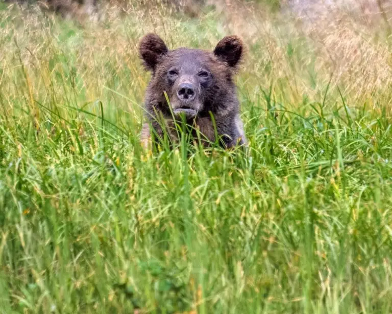 Urso