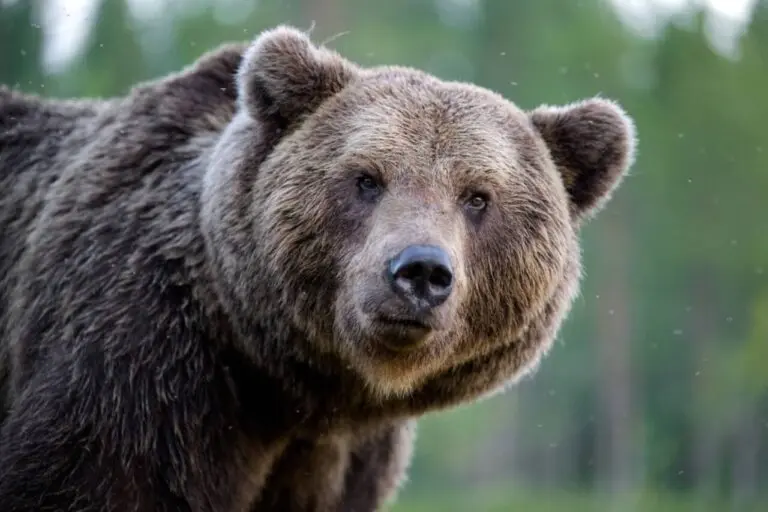 Urso marrom