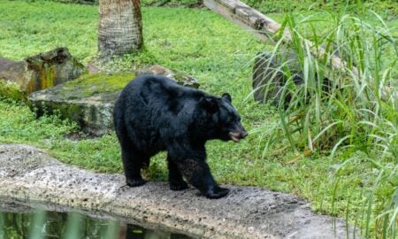 Urso-negro