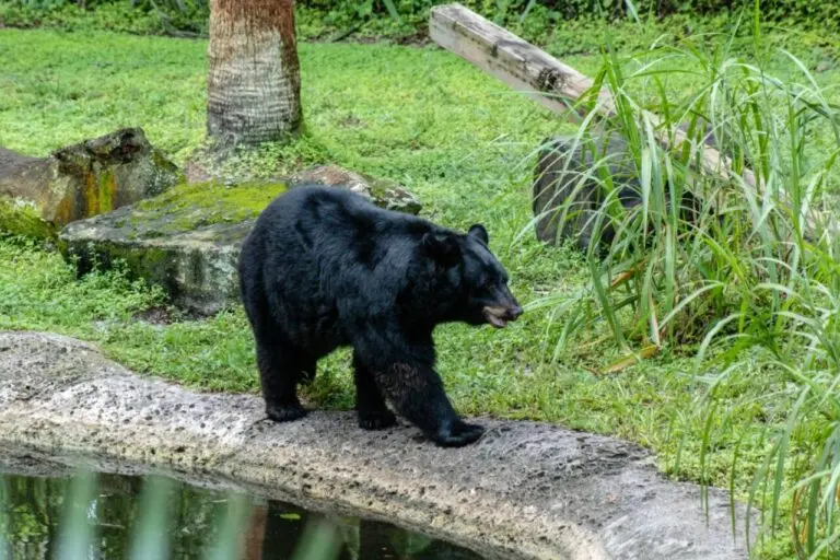 Urso-negro