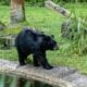 Urso-negro