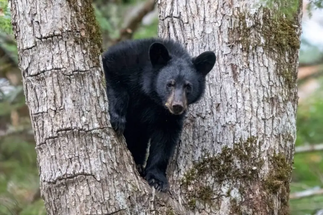 Urso-negro