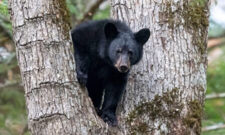 Urso-negro