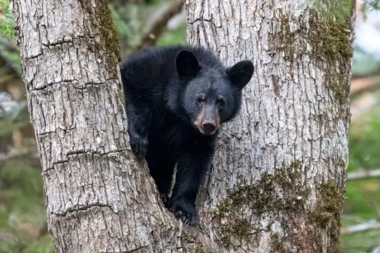 Urso-negro