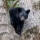 Urso-negro