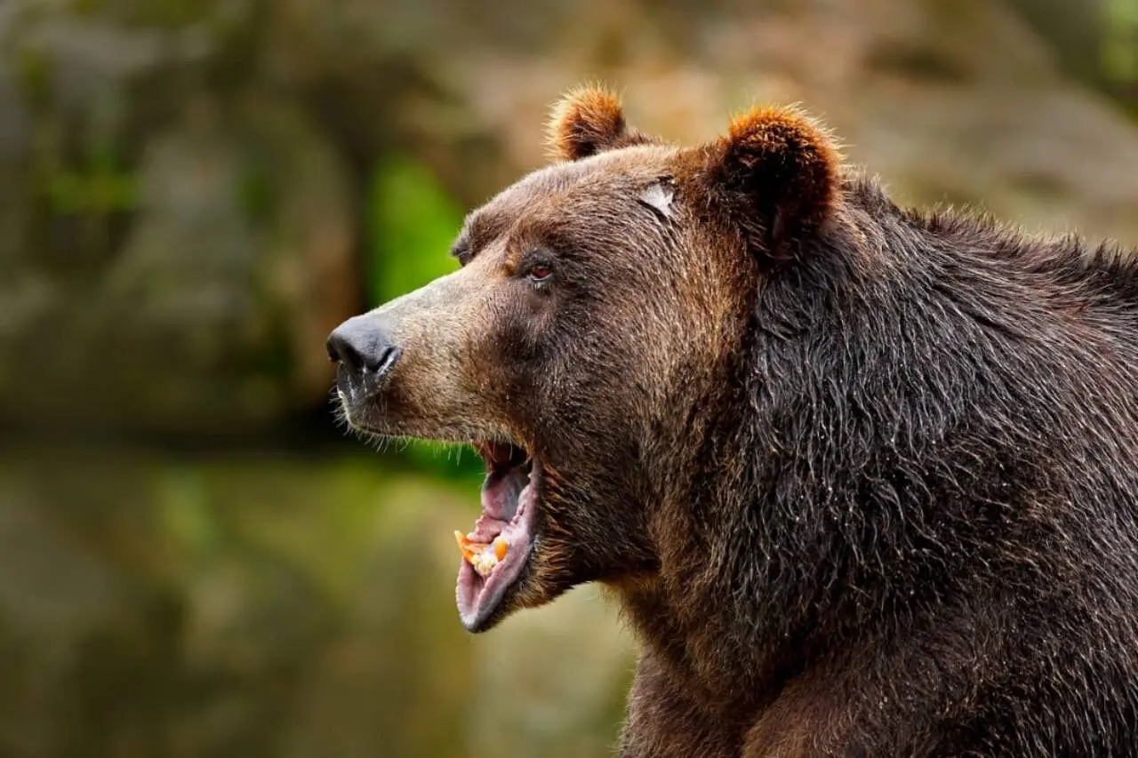 Urso