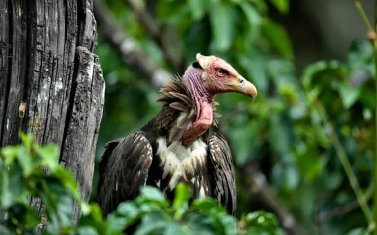 abutre grifo
