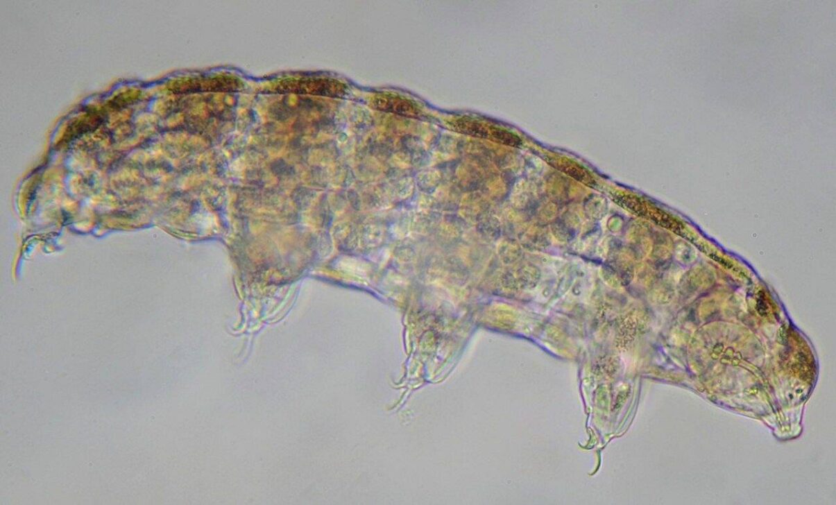 Animal visto através do microscópico - Pasotteo/ Shutterstock.com