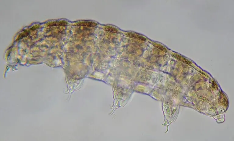 Animal visto através do microscópico - Pasotteo/ Shutterstock.com