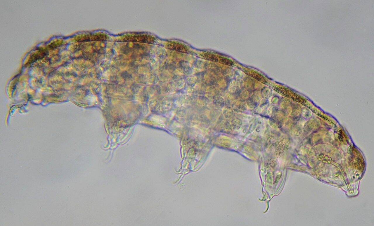 Animal visto através do microscópico - Pasotteo/ Shutterstock.com