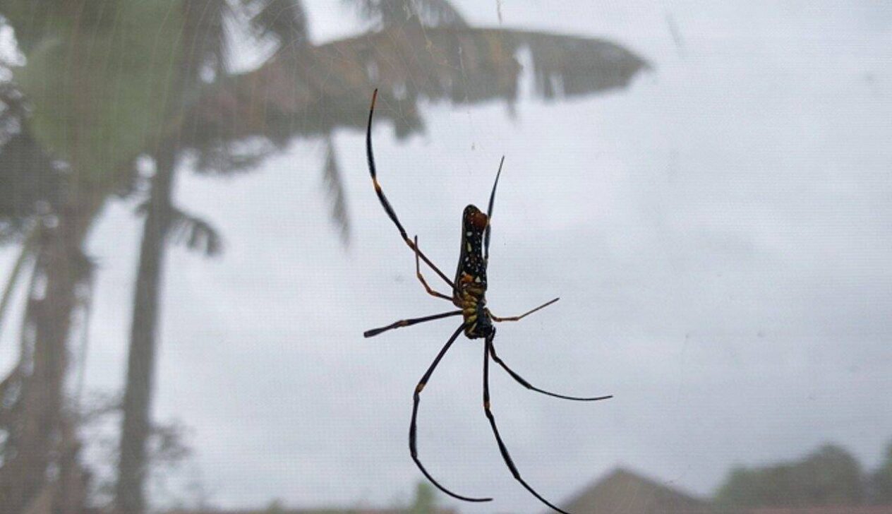 Aranha