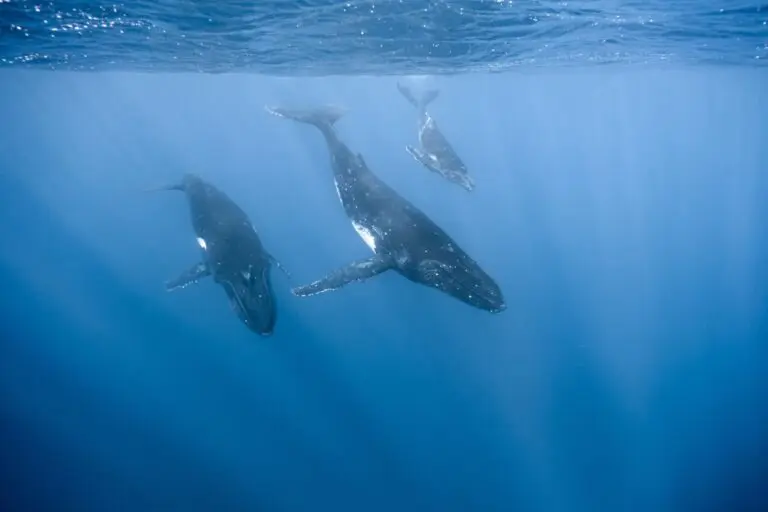 baleia