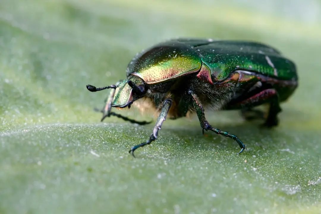 japanese beetle