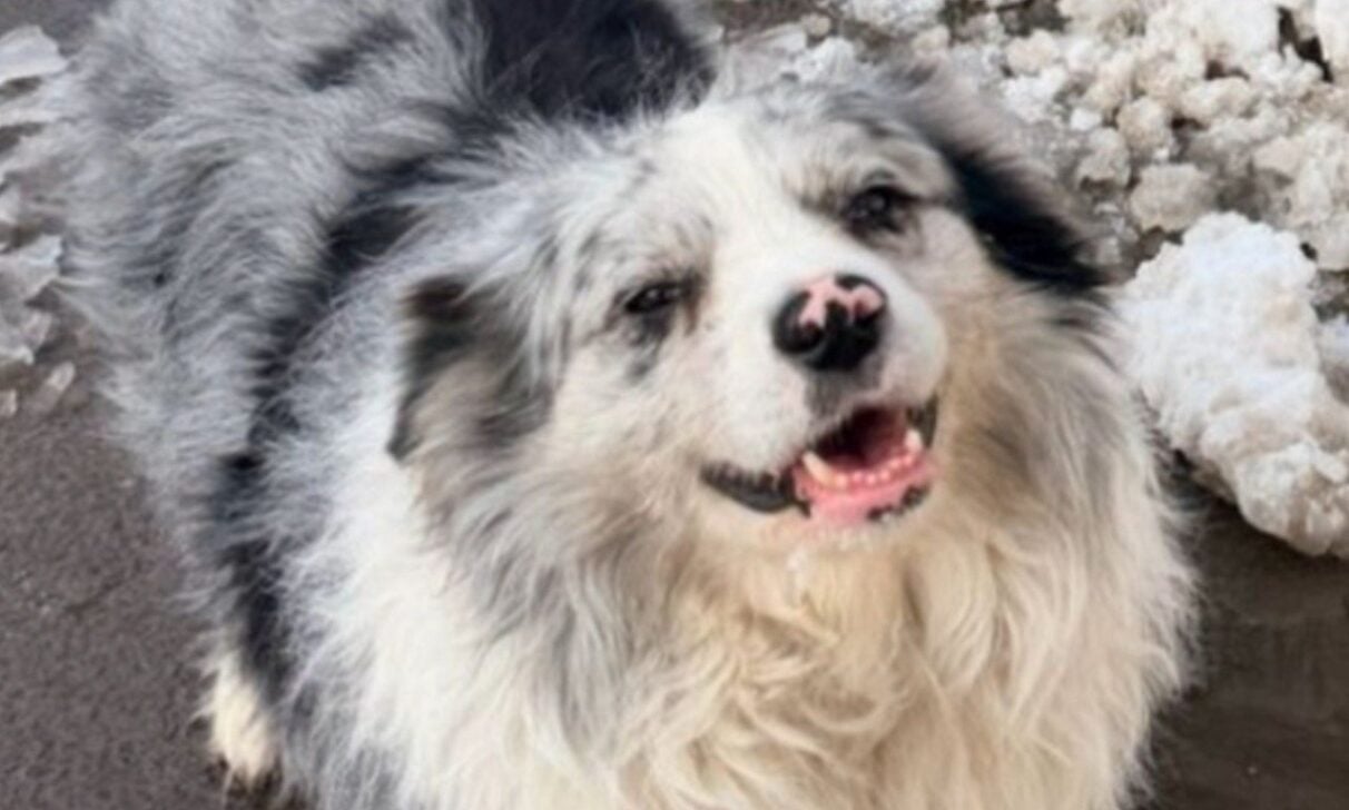 border collie Chutou, cão famoso na China fo roubado e vendido para restaurante - Reprodução/x