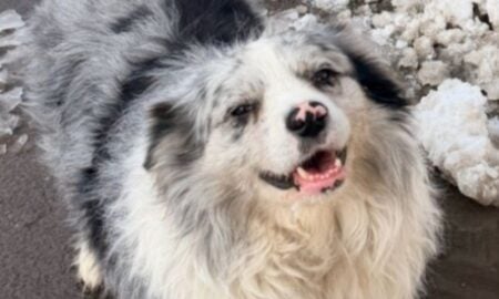 border collie Chutou, cão famoso na China fo roubado e vendido para restaurante - Reprodução/x