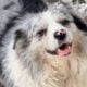 border collie Chutou, cão famoso na China fo roubado e vendido para restaurante - Reprodução/x