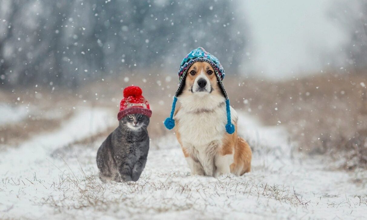 Cachorro e gato no Inverno - Nataba/Istock.com