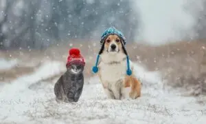 Temperaturas baixas elevam os cuidados com cães e gatos durante o inverno: veja como protegê-los em casa e nas ruas