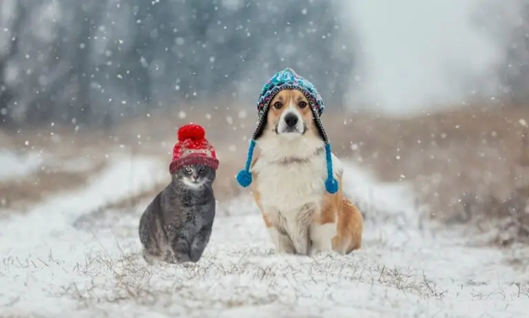 Cachorro e gato no Inverno - Nataba/Istock.com