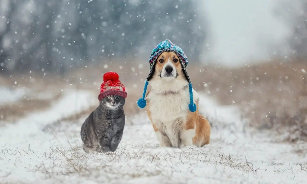 Cachorro e gato no Inverno - Nataba/Istock.com