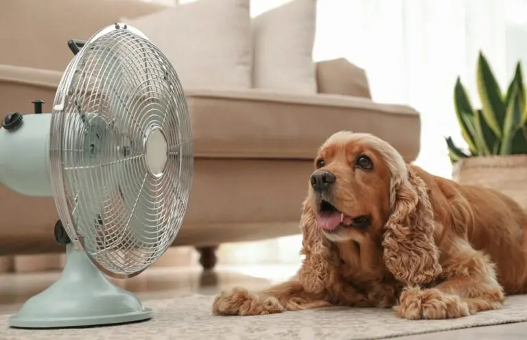 Calor/Verão/Cachorro - Liudmila Chernetska - istock.com