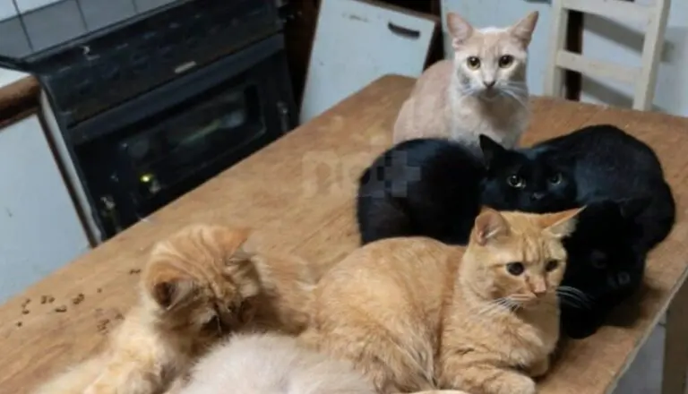 Caso dos gatos em Concórdia