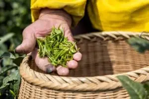 Chá verde da China revela processo manual de Longjing em vilarejos de Hangzho