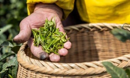 chá de longjing